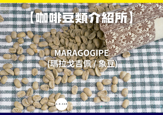 【咖啡豆類介紹所】Maragogipe (瑪拉戈吉佩 / 象豆)｜編：Mark Ma