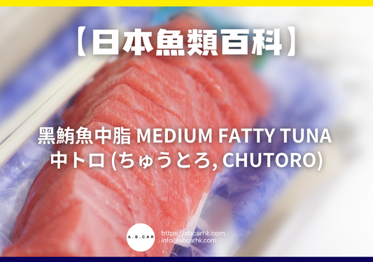 【日本魚類百科】黑鮪魚中脂 Medium Fatty Tuna 中トロ (ちゅうとろ, Chutoro)｜編：煮婦爸爸