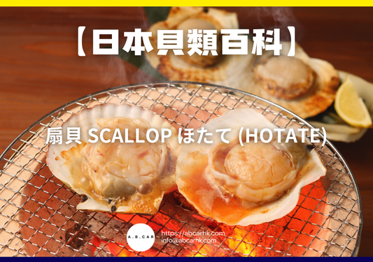 【日本貝類百科】扇貝 Scallop ほたて (Hotate)｜編：煮婦爸爸