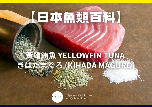 【日本魚類百科】黃鰭鮪魚 Yellowfin Tuna きはだまぐろ (Kihada Maguro)｜編：煮婦爸爸